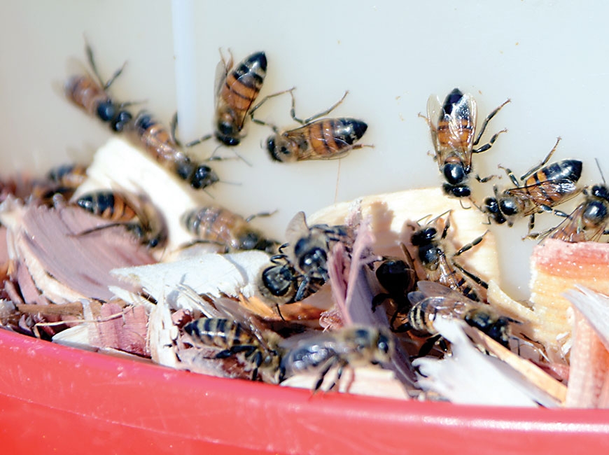 Bees buzz around a feeder at Fred Rovecamp’s home in Balsam. Holly Kays photo