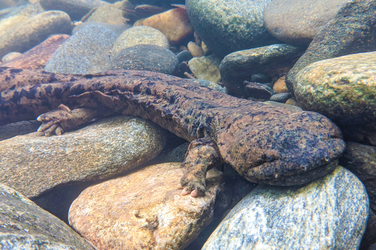 Funds support monitoring efforts of several endangered species, including the Eastern hellbender. 