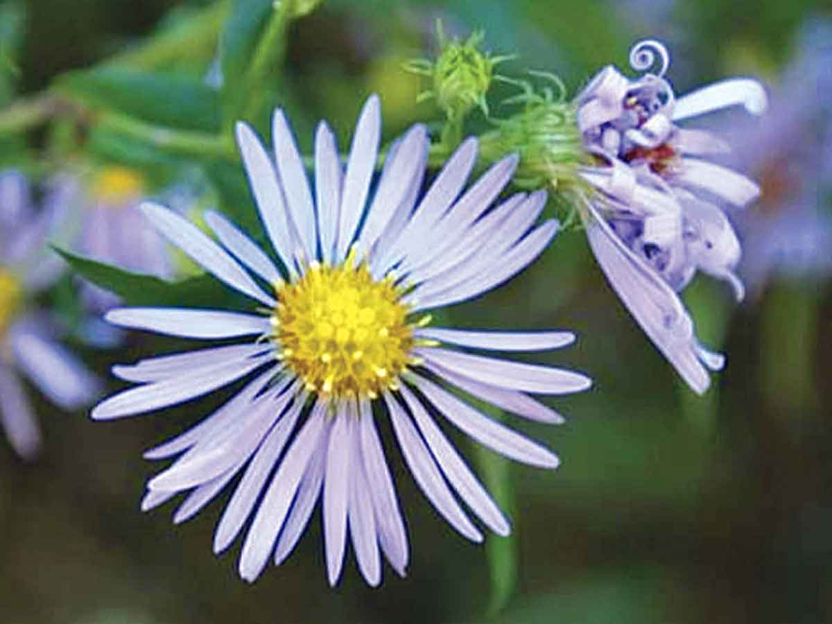 An aster flower displays the species’ classic gold-and-purple color combination. Adam Bigelow photo