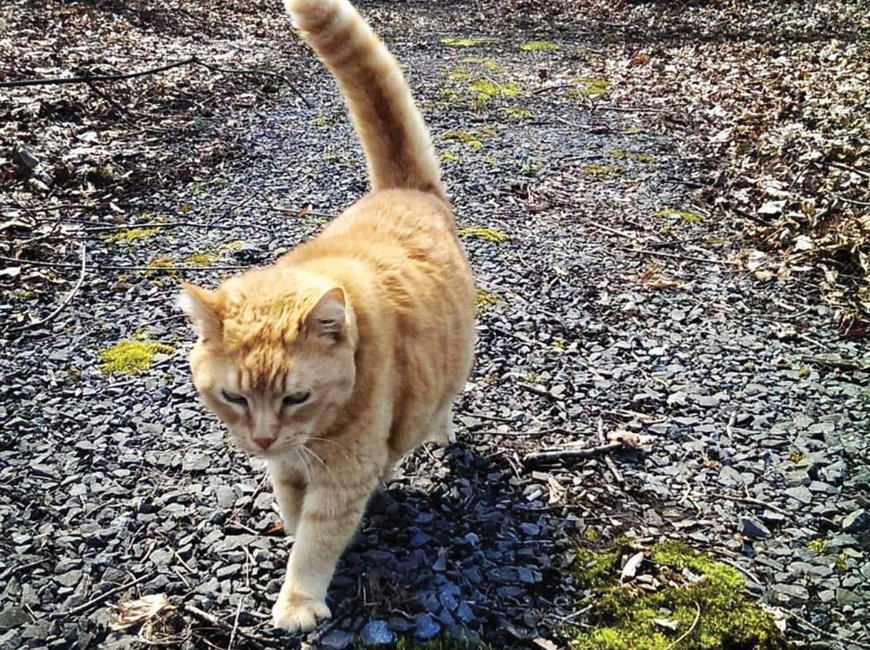 “Big Jack” roaming the farmhouse. (photo: Garret K. Woodward)