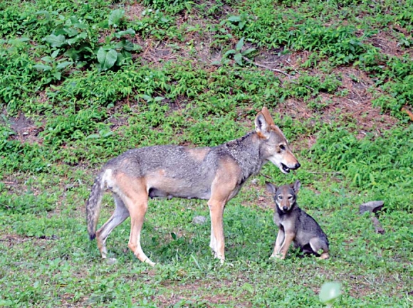 A captive red wolf stands with her pup. Wildlands Network photo 