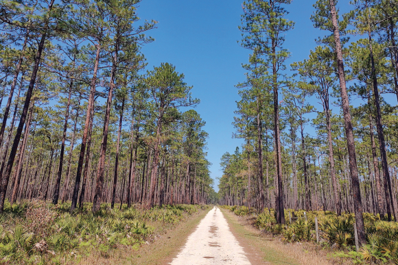 The backroads of Florida.