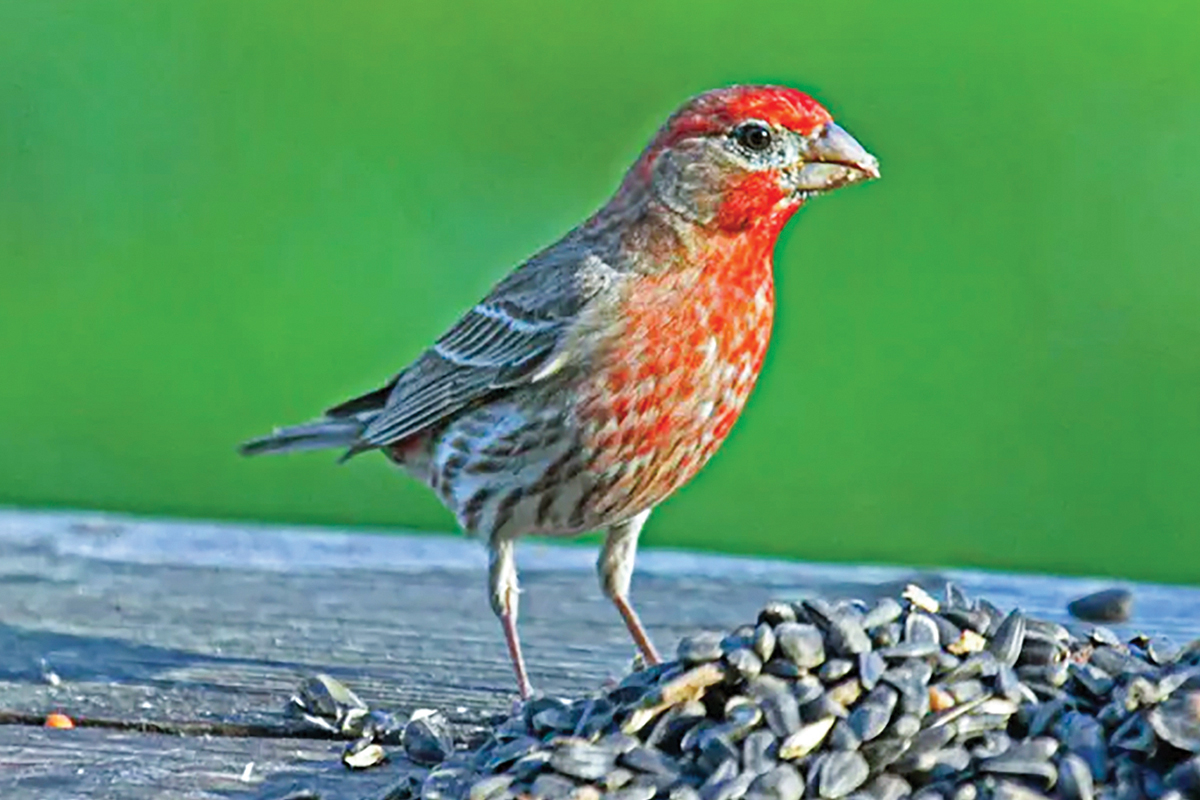 House finch. File photo