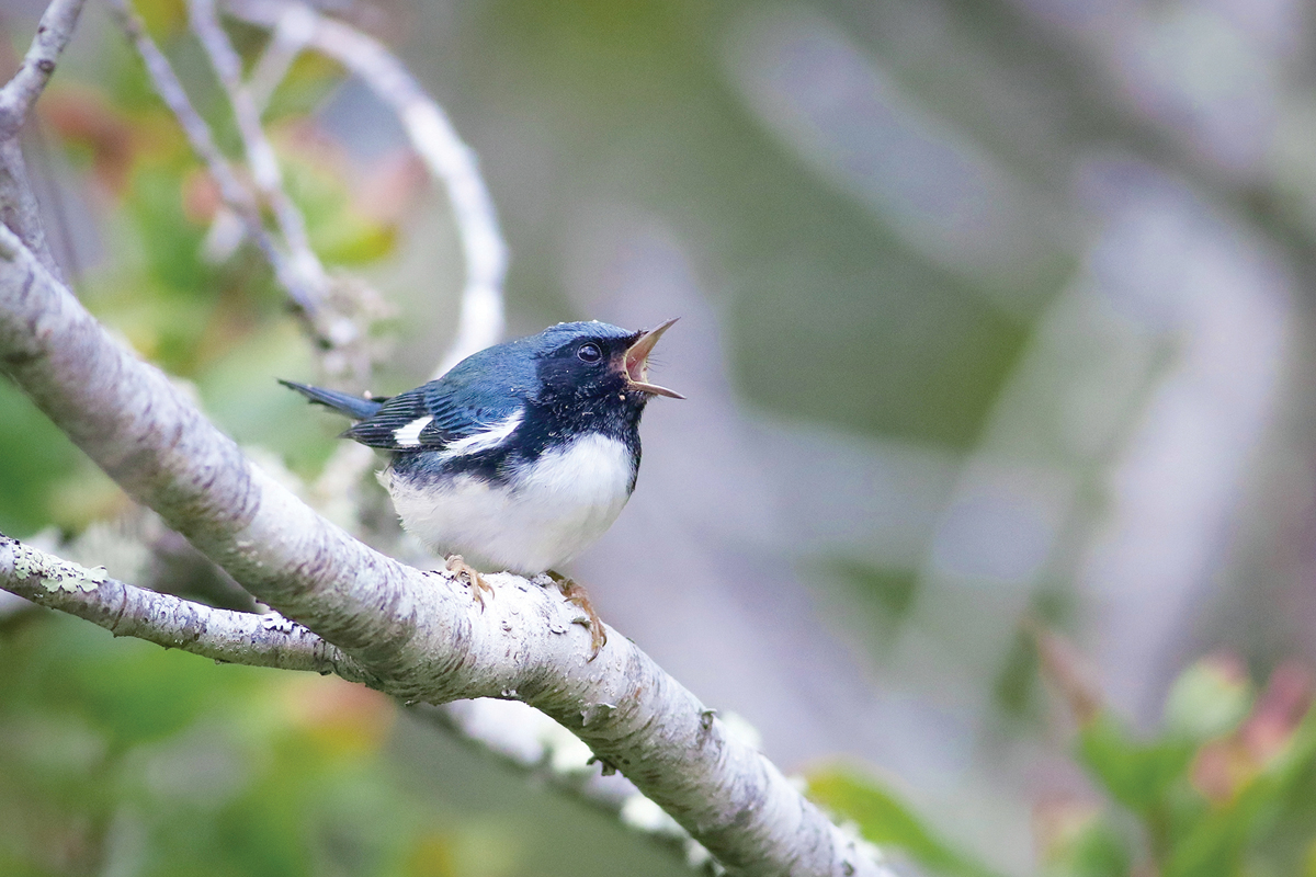 A black-throated warbler sings from its perch.  Skyler Kardell photo
