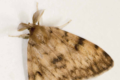 Treatment for spongy moth infestations over multiple Outer Banks