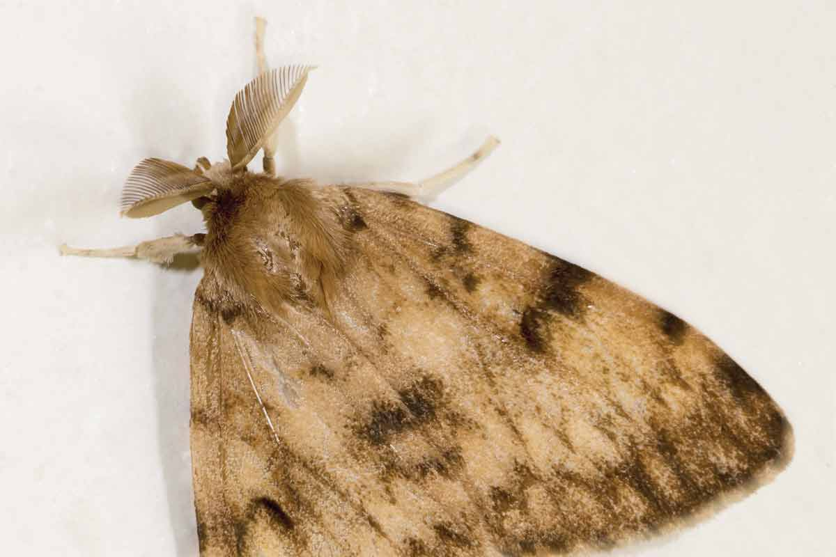 The presence of a devastating invasive moth has been detected in Haywood County. Wikipedia photo