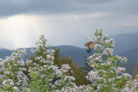 Notes from a plant nerd: Go, go chasing butterflies