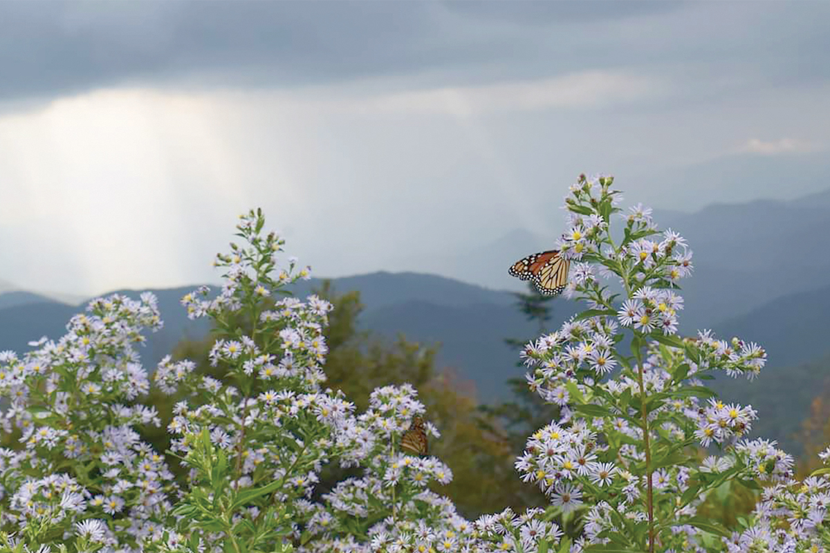 A monarch butterfly drinks from an aster  during its southward journey. Adam Bigelow photo