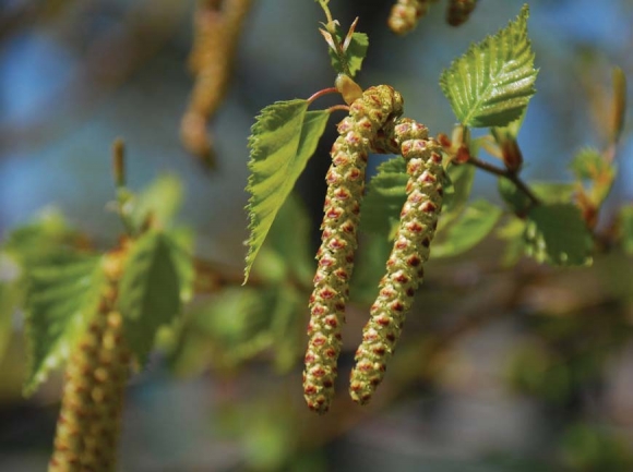 Birch catkins