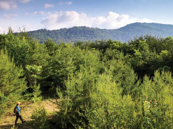 The Chestnut Mountain property will offer hikers some beautiful vistas. SAHC photo