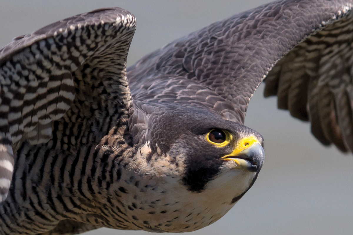 Peregrine falcons (Falco peregrinus) can reach speeds of 200 mph as they drop toward their prey but typically travel at 25–34 mph, accelerating to 69 mph in direct pursuit of prey. 