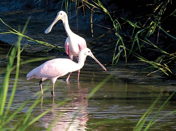 Roseate spoonbills at Isle of Palms. The lighter one in front is an immature. Don Hendershot photo