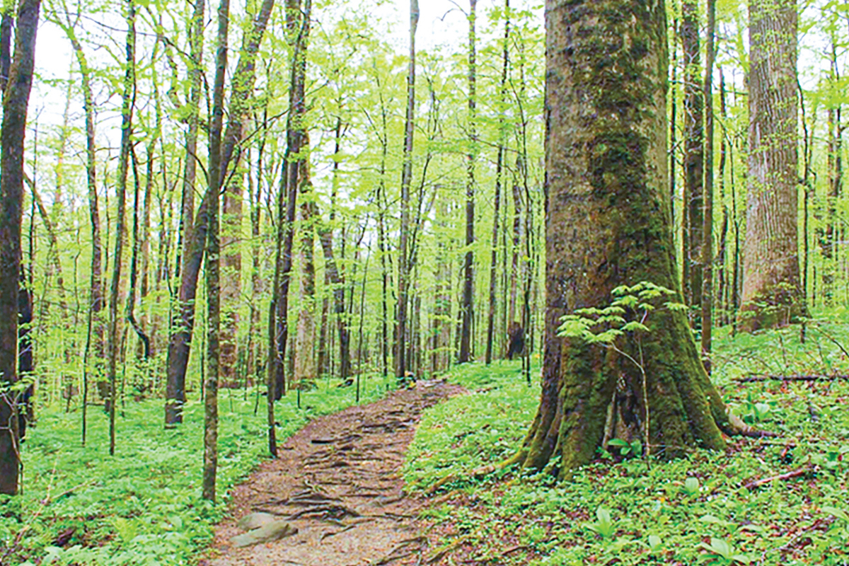 Joyce Kilmer Memorial trail reopens