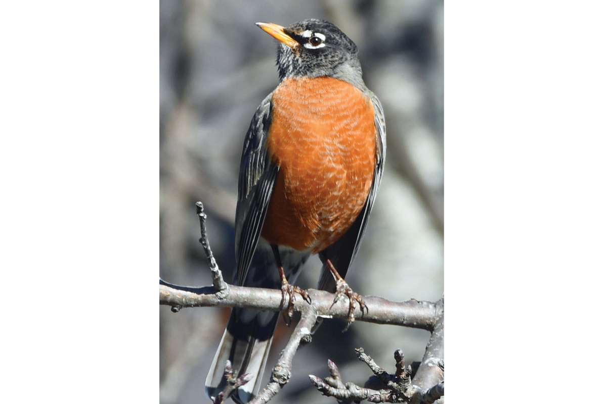 Robin Redbreast lives up to his name. Tim Carstens photo