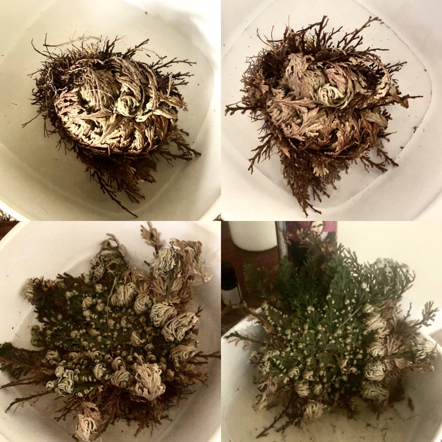 Rose of Jericho blooming throughout the day.