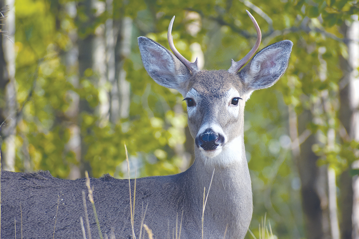 Franklin County deer tests positive for CWD