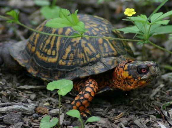 The Naturalist&#039;s Corner: Eastern box turtle, our state reptile