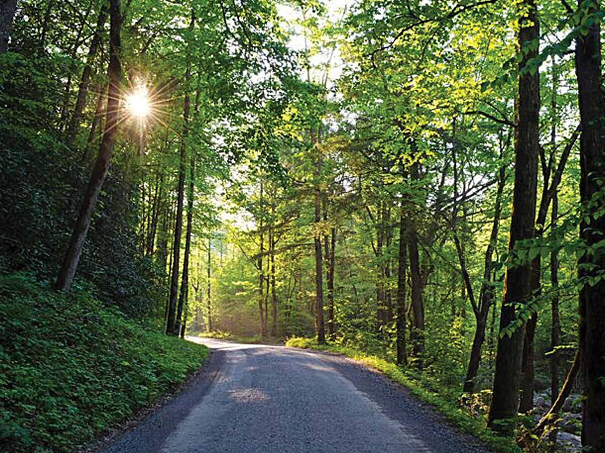 The sun peaks through the dense canopy along Parson Branch Road. NPS photo