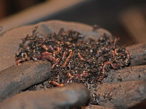 Valley View Farm is home to about 100,000 red wigglers. Holly Kays photo