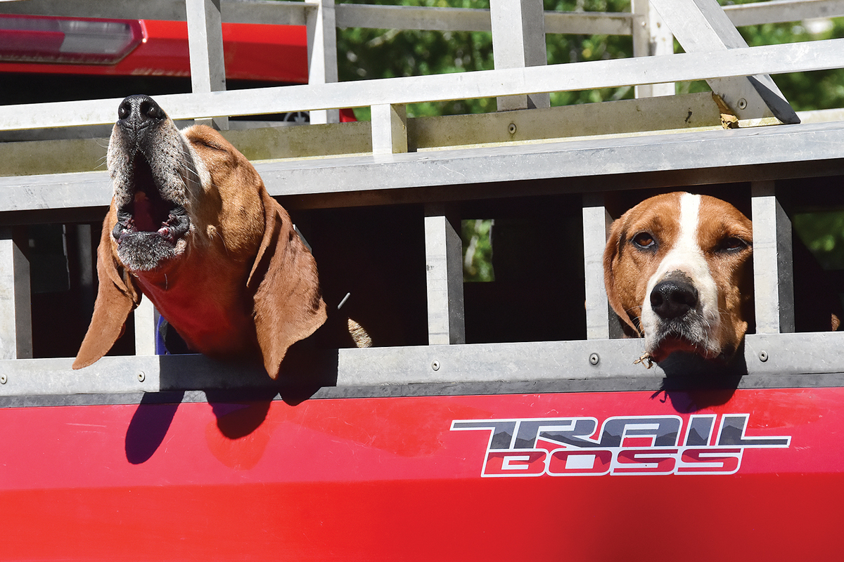 Two Plott hounds stick their heads out of travel crate. Donated photo