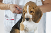 Jackson County hosts rabies vaccinatio­n clinics