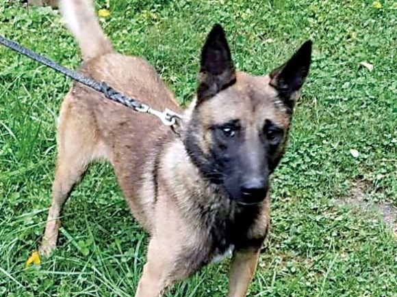 Sylva police department launches fundraising for police dog