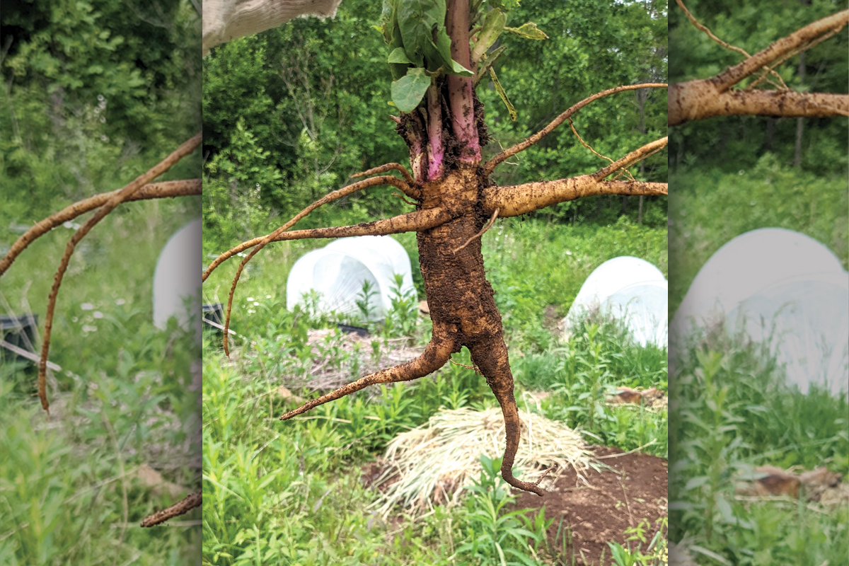 A freshly dug poke root (Phytolacca americana) looks like a person running. 