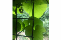 Notes from a plant nerd: Put that in your pipe, but don’t smoke it