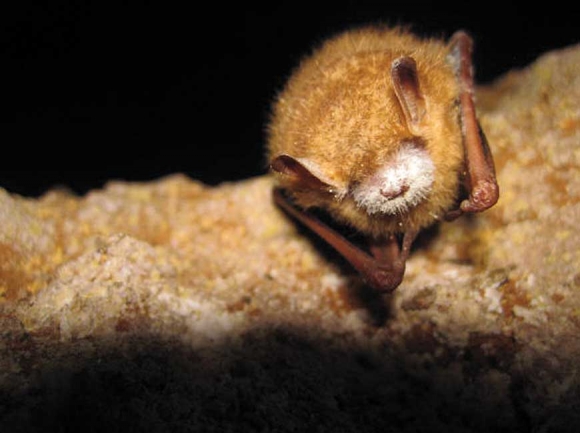 An infected bat displays the tell-tale white fungus associated with white nose syndrome. NPS photo 