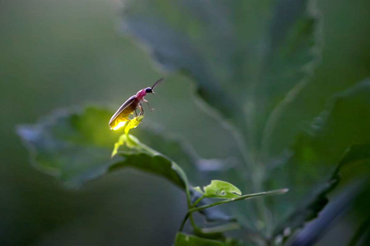 Word from the Smokies: Couple will focus on insect field guide during park residency