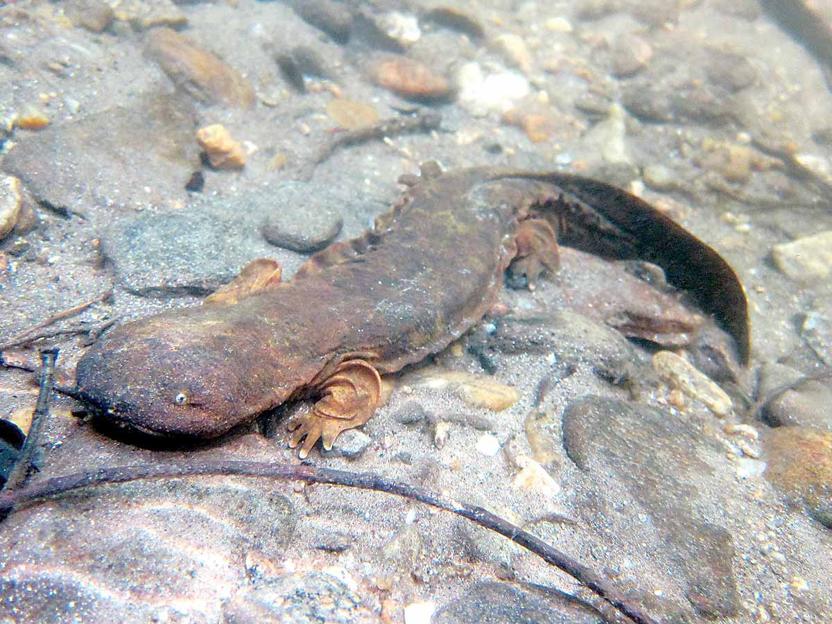The eastern hellbender is a distinct species from the mudpuppy, but both are species of special concern. T.R. Russ photo