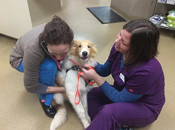 Staff members at Maple Tree Veterinary Hospital        in Waynesville give their furry patients some extra love while their owners have to wait outside in their vehicles. Donated photo