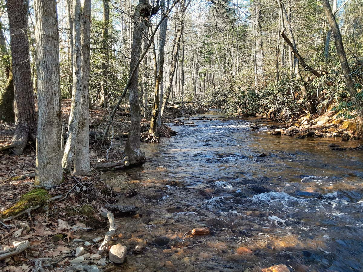 The property includes forested buffers along one-third mile of Paddy’s Creek. Foothills Conservancy photo