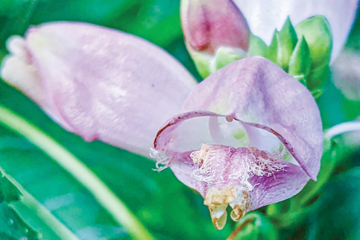 Gentians are among the last flowers to bloom. Adam Bigelow photo