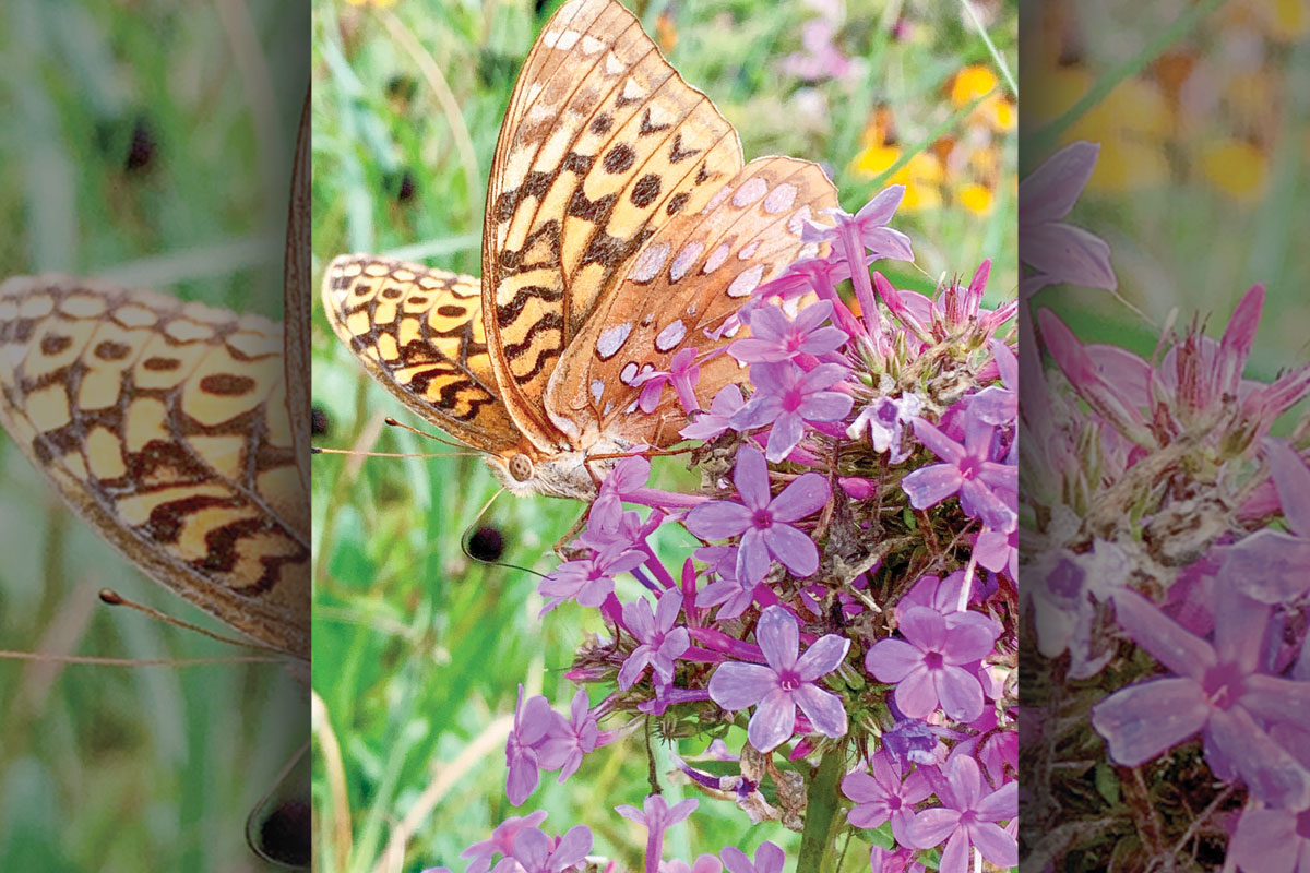 In her talk, Carpenter will explore the importance of fostering a culture that celebrates and integrates native species into our public and private landscapes.