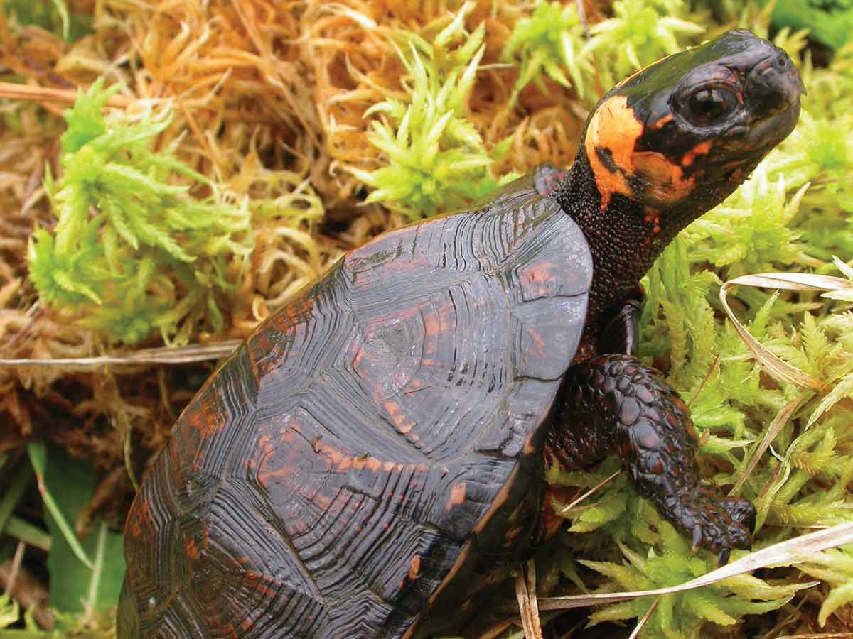 The bog turtle is North America’s smallest turtle. Jonathan Mays/NCWRC photo