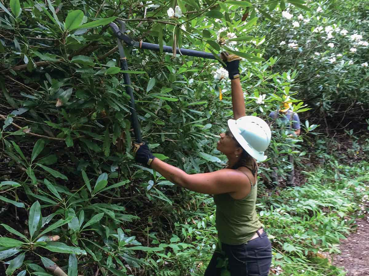 A volunteer reaches high to prune a rhododendron bush. NPS photo