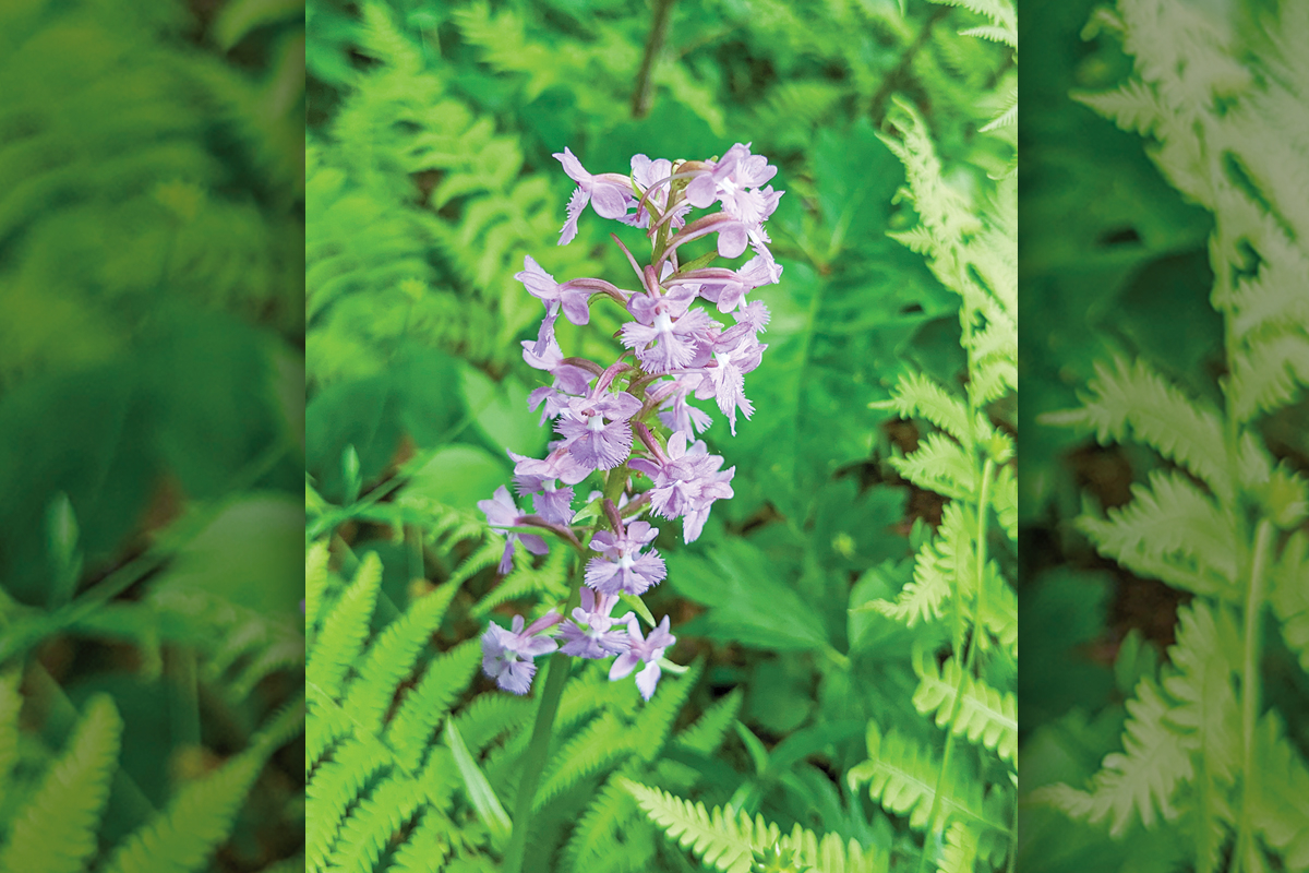 Purple fringed orchid. Adam Bigelow photo