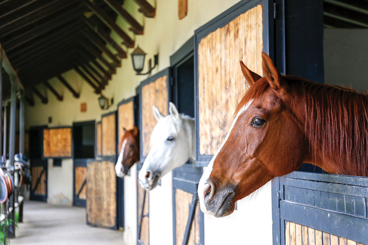 Troxler encourages horse owners to vaccinate against mosquito-borne diseases and rabies