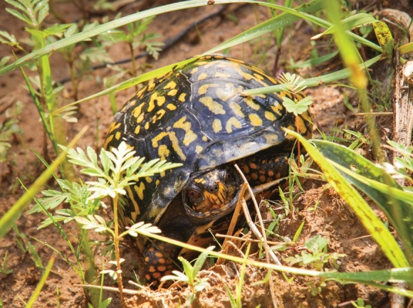 Box turtles can live 120 years