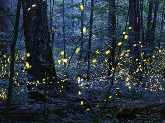 Male synchronous fireflies flash in unison when darkness falls during their annual mating season. Radim Schreiber photo