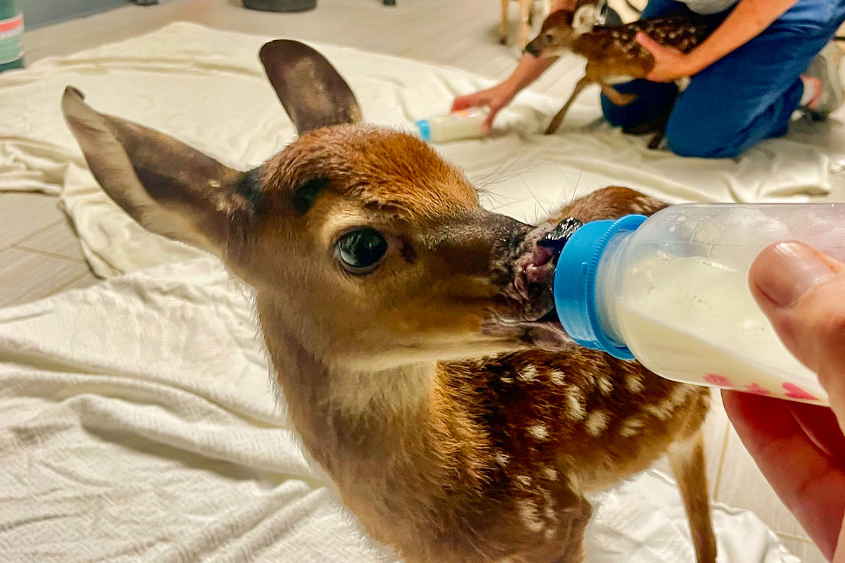 Fawns are especially vulnerable and can become orphaned for a variety of reasons. Cory Vaillancourt photo