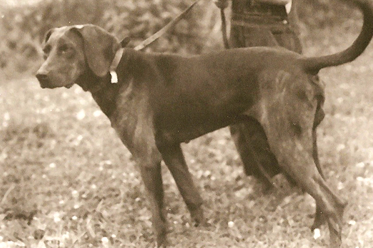 PlottFest not just about canines