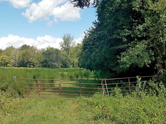 Former pasturelands spread over much of the property. Foothills Conservancy photo