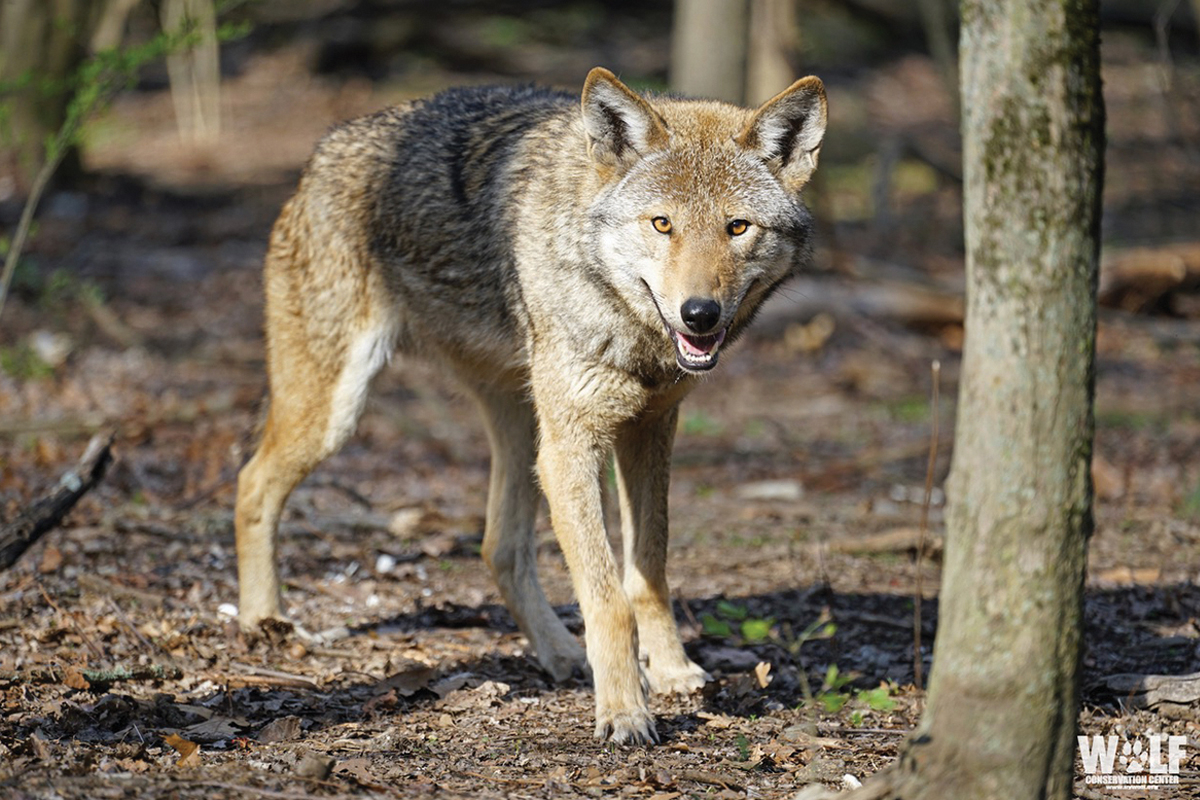 N.C. welcomes breed pair of Red Wolves