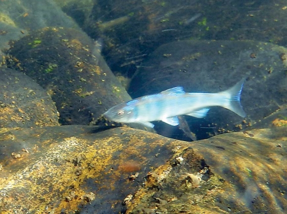 The federally threatened Spotfin Chub migrates from larger rivers to smaller creeks each fall. Donated photo 