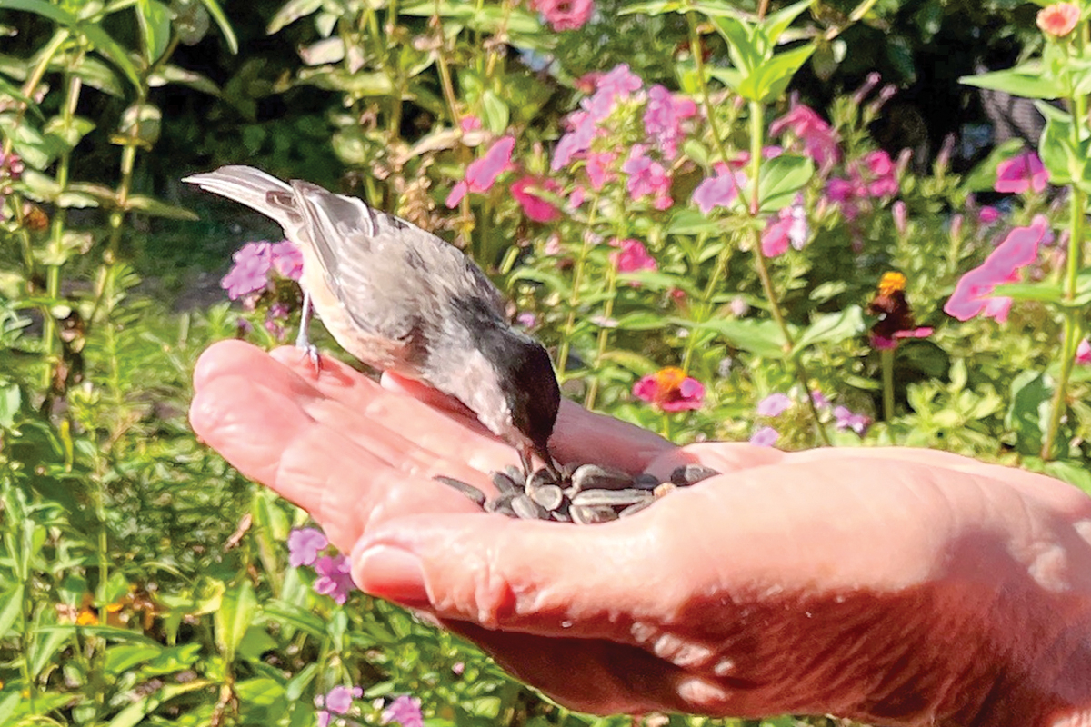 The bold chickadee in our yard selects sunflower seeds to eat out of Becky’s hand. 