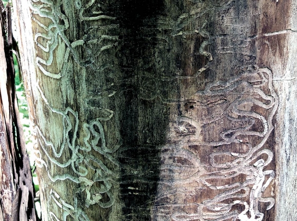 Emerald ash borer larvae create tunnels called ‘galleries’ as they chew through the tree’s living tissue. Donated photo