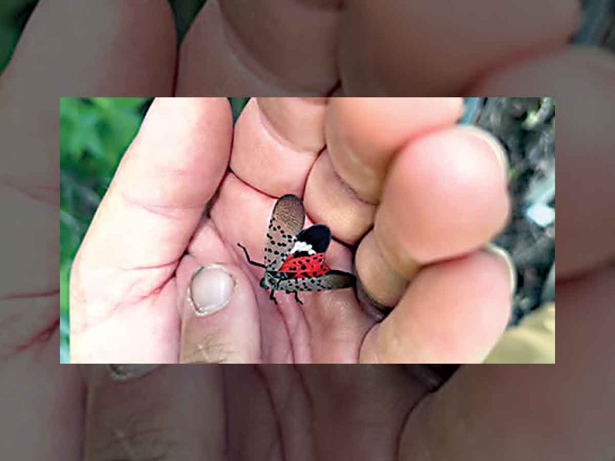 Report sightings of the invasive spotted lanternfly at ncagr.gov/slf. Donated photo