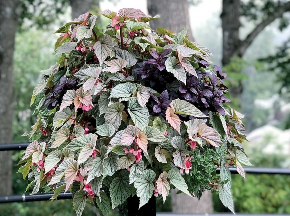 Lake Junaluska received national recognition for this gardening photo. Melissa Tinsley photo